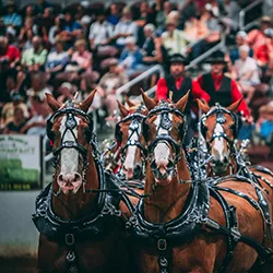 Six Horse Hitch World Finals | Blue Gate Theatre | Shipshewana, Indiana