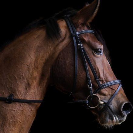 Midwest Draft Horse Classic Show  | Shipshewana, Indiana