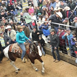 Good Friday Horse Auction | Shipshewana, Indiana