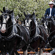 2025 Six Horse Hitch Classic Series | Shipshewana, Indiana