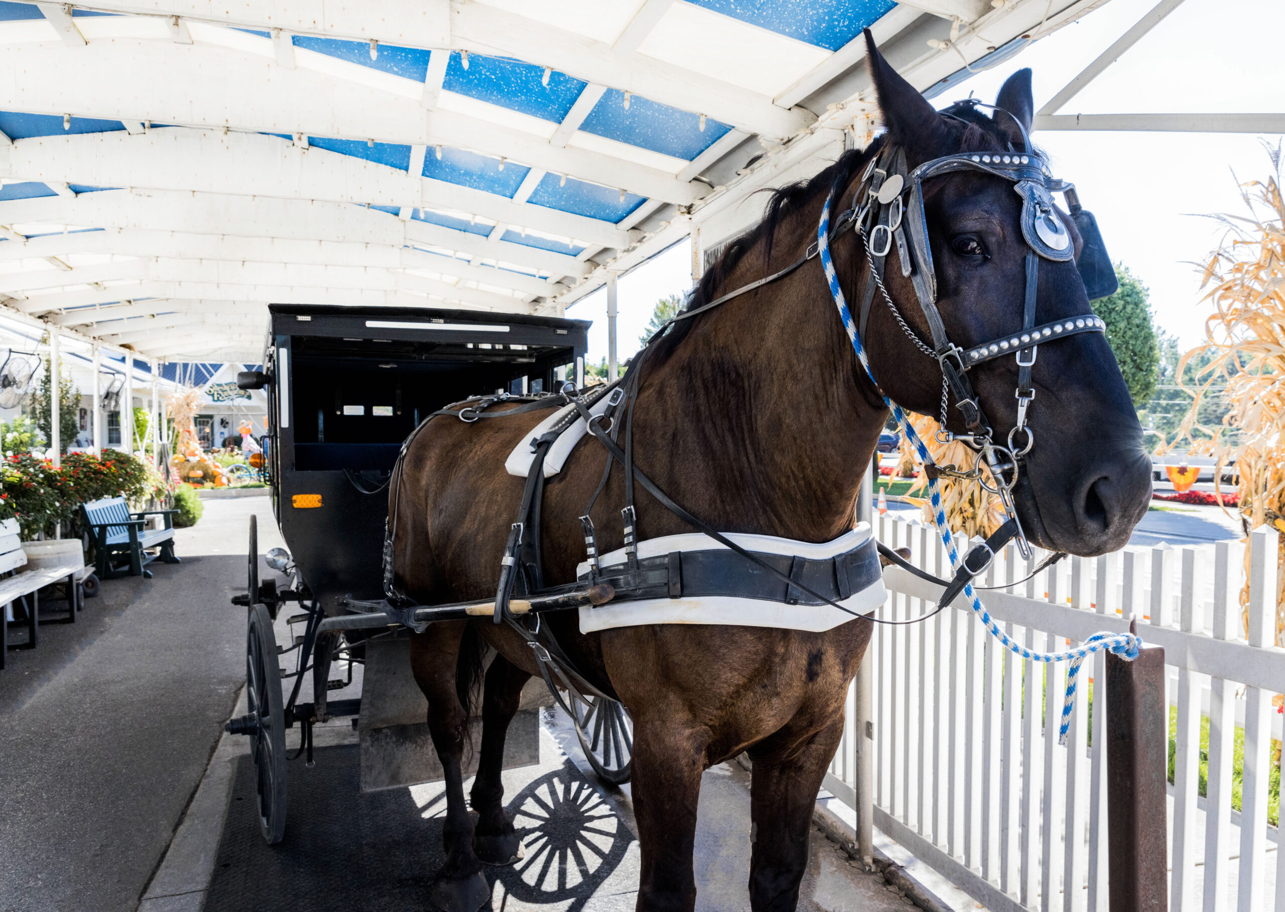 Amish Buggy Rides: The Best Way to Enjoy Shipshewana
