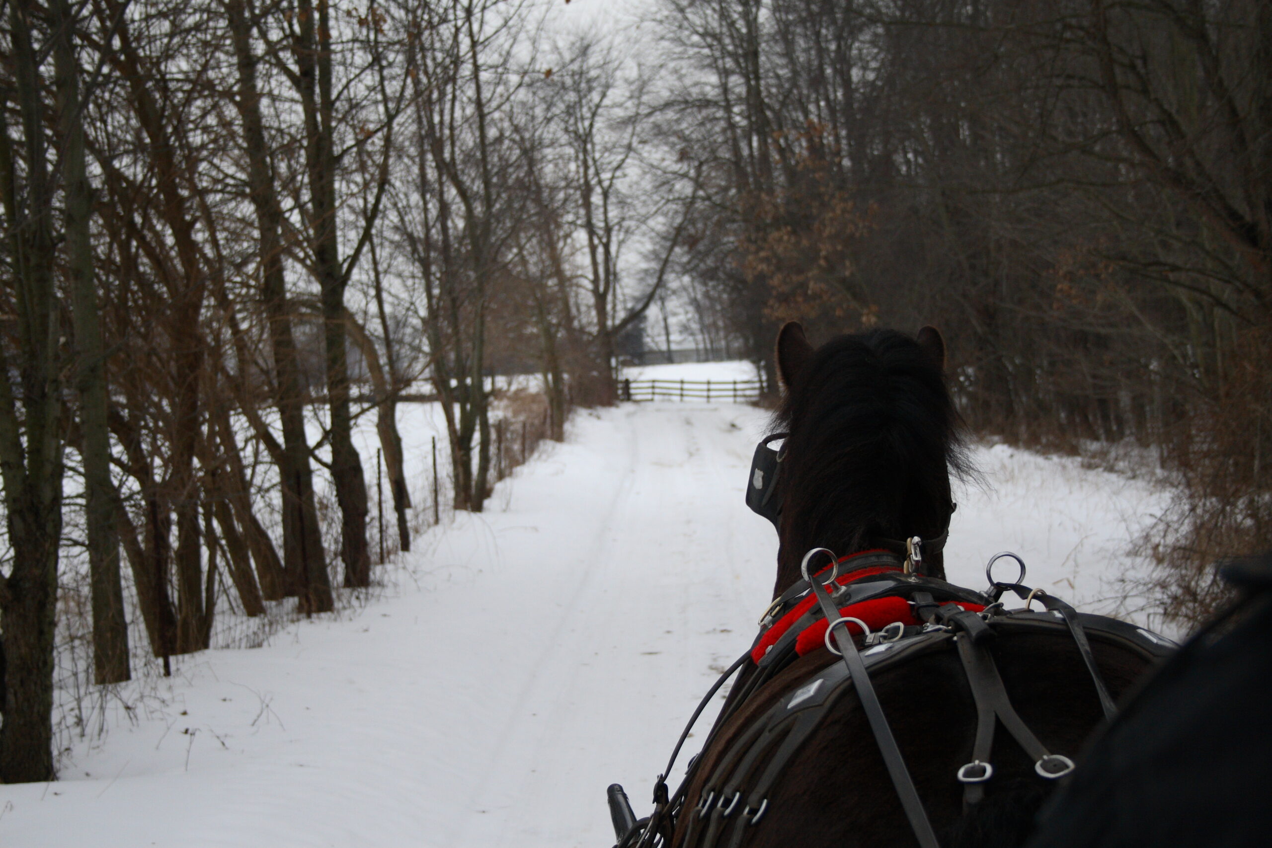 Do Amish Celebrate Christmas, and How?